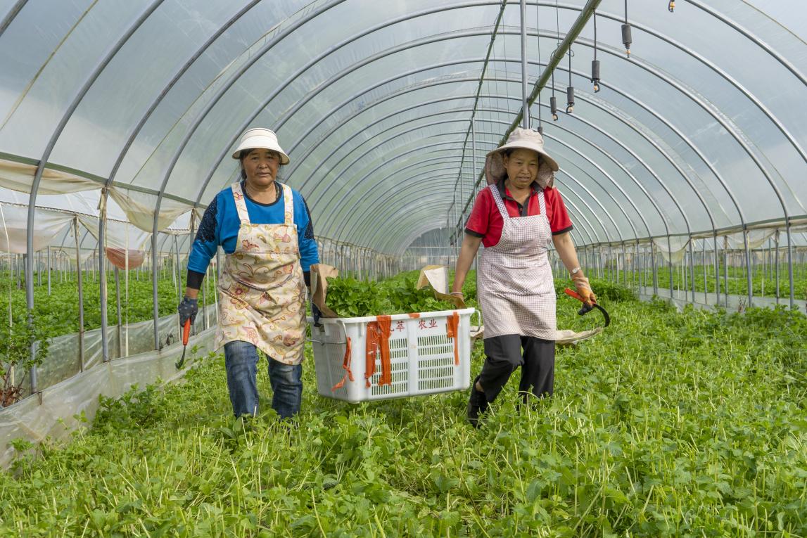 必威咨询:沪滇协作小薄荷也有万里香(图1)