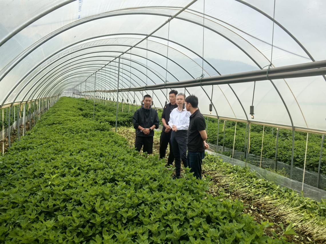 必威咨询:沪滇协作小薄荷也有万里香(图2)