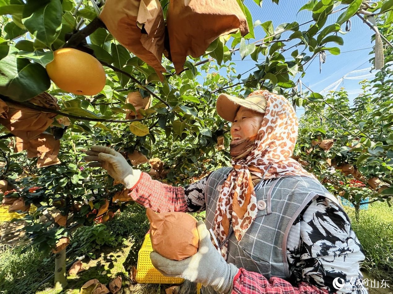 行进中国｜梨乡“金果”链出甜蜜产业(图1)