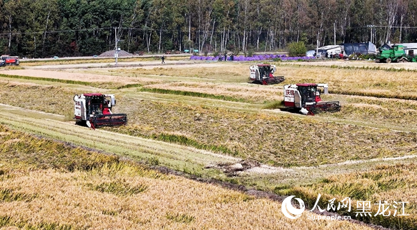 必威网站：邮储银行建三江支行以金融“活水”精准浇灌“绿色米都”(图2)