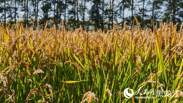 必威网站：邮储银行建三江支行以金融“活水”精准浇灌“绿色米都”(图3)