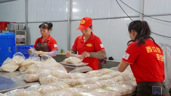 科技赋能港北区“芽苗菜”种出“大产业”(图1)