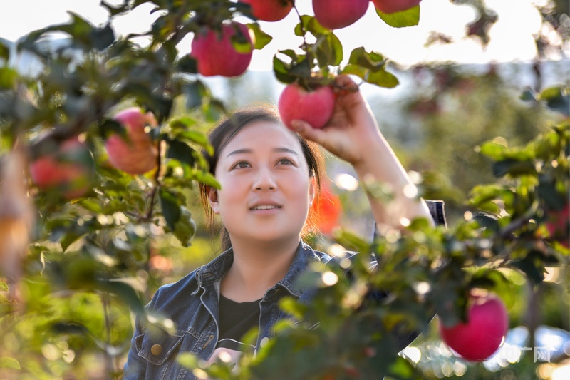 必威咨询：【平凉：举城竞进何以为之？②】现代精品农业何以为进？(图3)