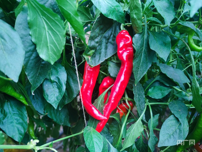 必威咨询：【平凉：举城竞进何以为之？②】现代精品农业何以为进？(图5)