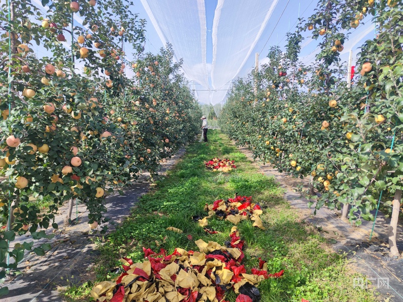 必威咨询：【平凉：举城竞进何以为之？②】现代精品农业何以为进？(图6)