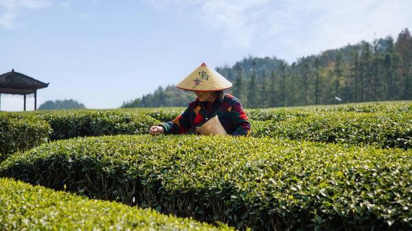 理想华莱：以茶为媒深耕安化书写乡村振兴企业答卷(图2)