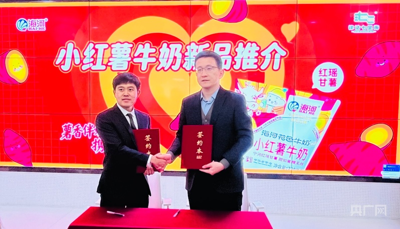 “小红薯”牛奶亮相宁河红瑶甘薯牵手海河乳品解锁新味道(图2)
