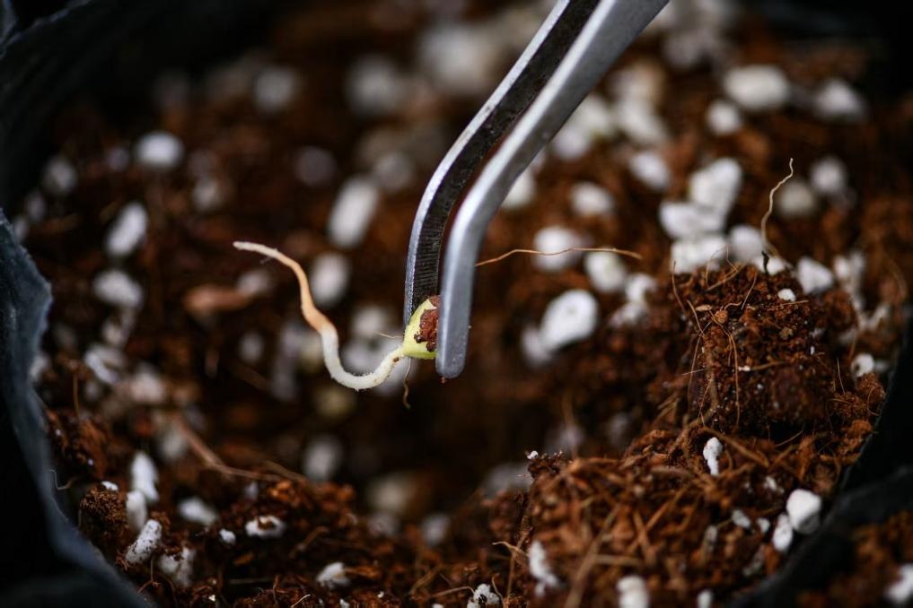 必威咨询:厚植高原沃土激活产业动能——云南推进高原特色农业强省新篇(图3)