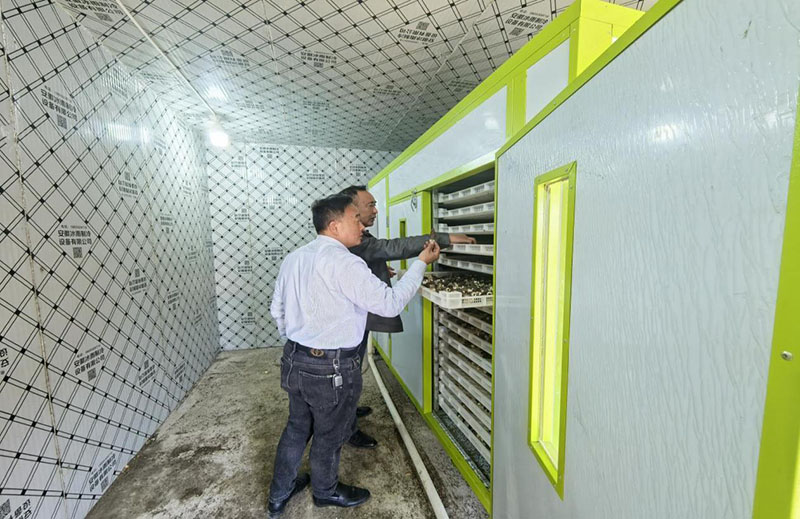 和县石杨镇：新春“菌”纷至“双领”共富时(图2)