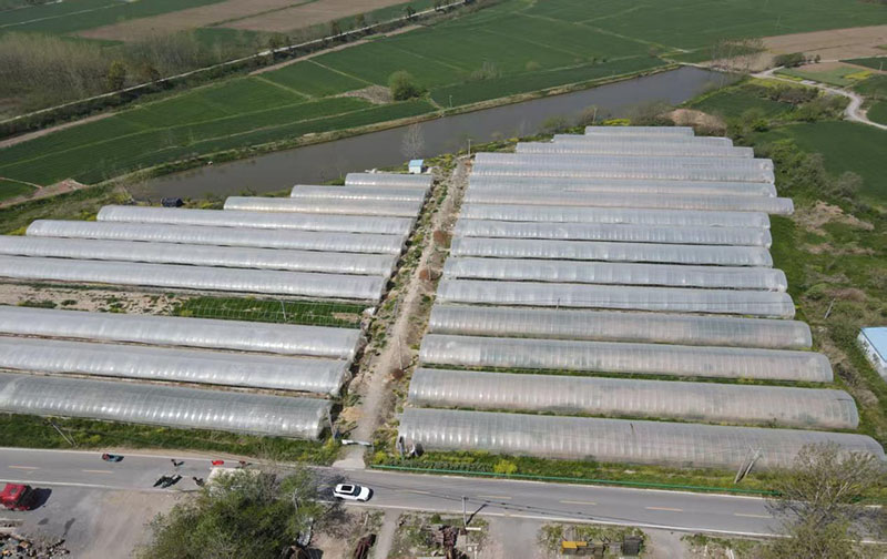 和县石杨镇：新春“菌”纷至“双领”共富时(图3)