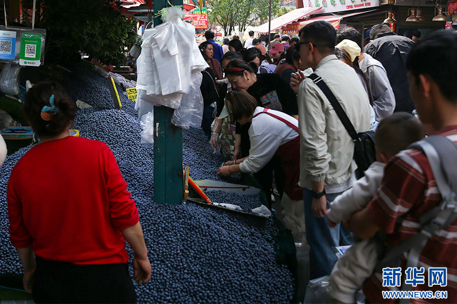 必威首页：云南蓝莓实力出圈高原“蓝”海里的共富密码(图1)