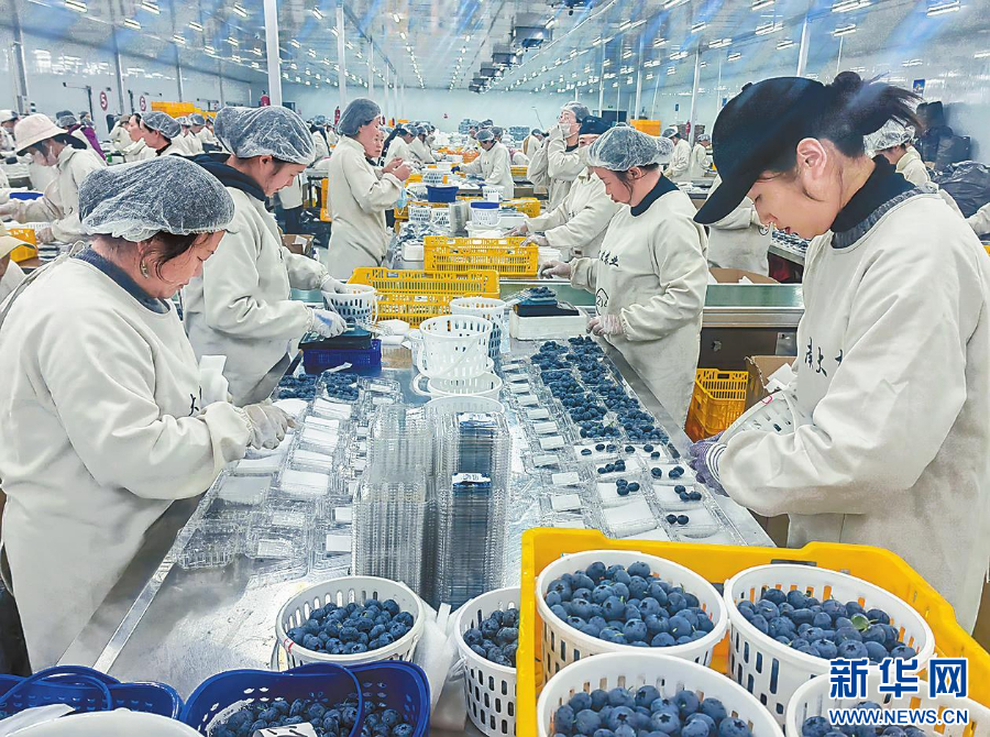 必威首页：云南蓝莓实力出圈高原“蓝”海里的共富密码(图2)