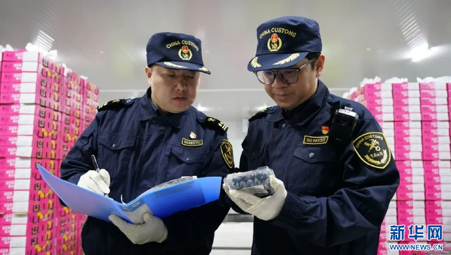 必威首页：云南蓝莓实力出圈高原“蓝”海里的共富密码(图5)