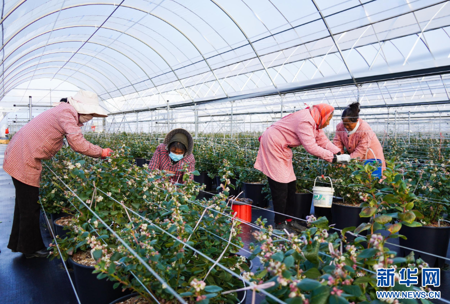 必威首页：云南蓝莓实力出圈高原“蓝”海里的共富密码(图3)