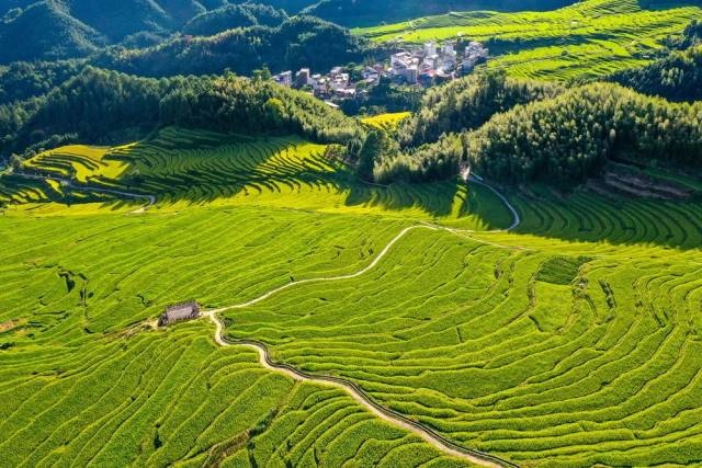 粤味珍品·清远丝苗米：跨县集群产业园助力丝苗香万里(图1)