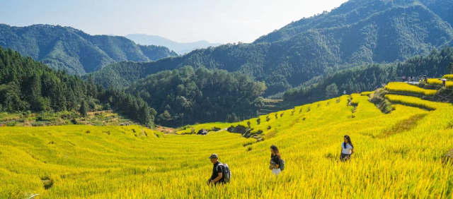 粤味珍品·清远丝苗米：跨县集群产业园助力丝苗香万里(图10)