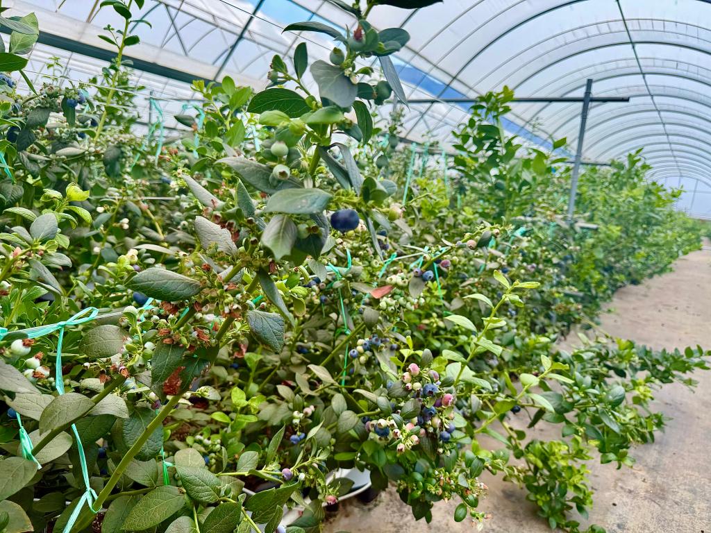 财经聚焦丨“蓝莓自由”背后的产业新动向(图2)