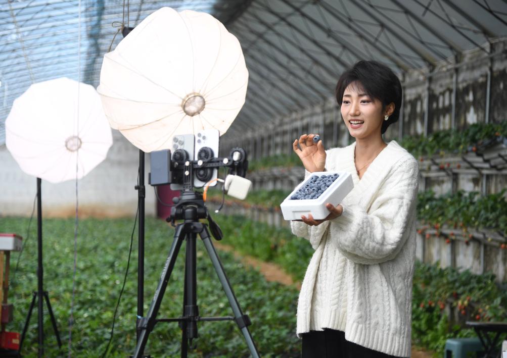 财经聚焦丨“蓝莓自由”背后的产业新动向(图3)