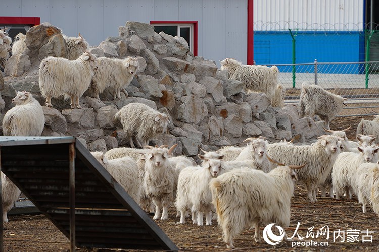“可爱”鄂托克：从“羊”光大道到“氢”装上阵(图1)